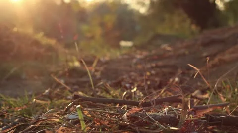 Bushcraft (setting up a fire) Stock Footage 12372782