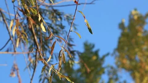Bushcraft (tree branches) Stock Footage 12367915
