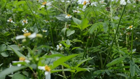 Bushed flowers Stock-Footage 183482115