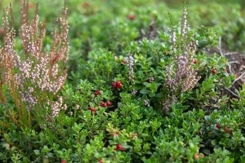 Bushed of heather Stock Photos