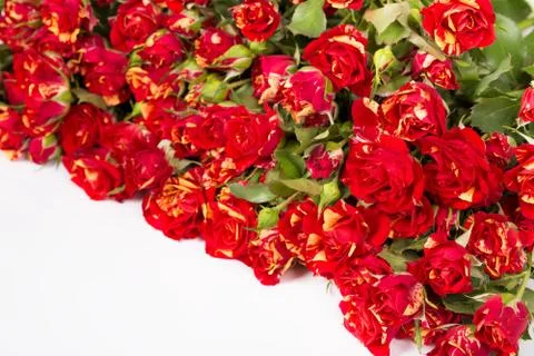 Bushed red roses background Stock Photos