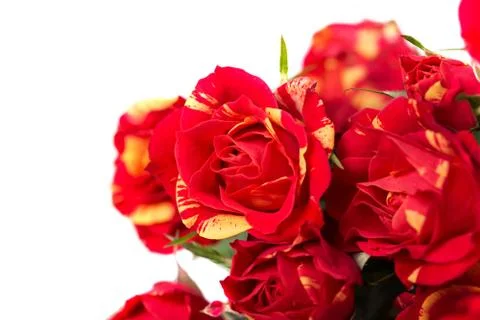 Bushed red roses background Foto stock