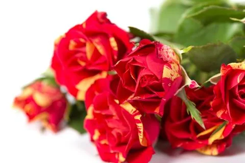 Bushed red roses background Foto stock