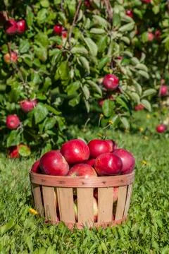Bushel of apples Stock Photos