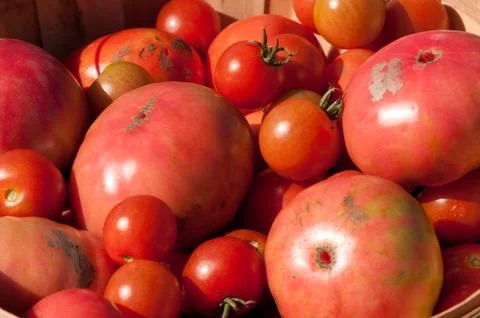 Bushel of Red Tomatoes Stock Photos