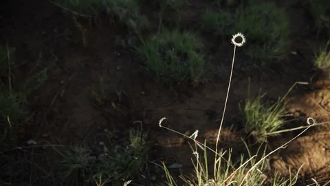 Bushel of wild grass Stock Footage 104876565