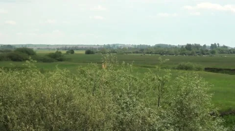 The bushes and the field Stock Footage 64051865