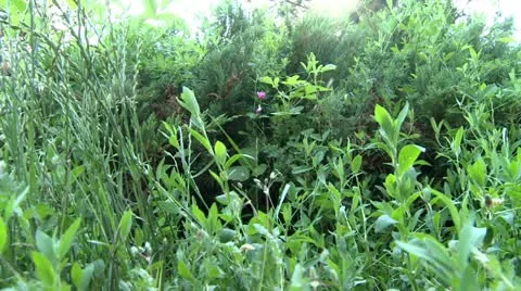 Bushes and high grass Stock Footage 11163618