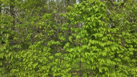 Bushes and Leaves 库存影片 336735588