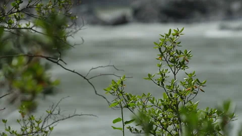 Bushes and mountain river Stock Footage 204717259