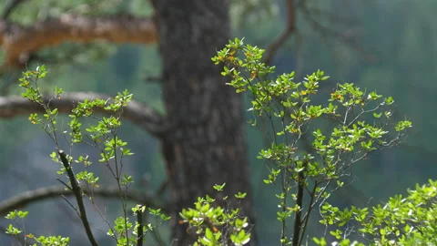 Bushes and pine trunk Stock Footage 203904354