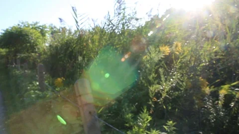 Bushes and the sun Video stock 88156138