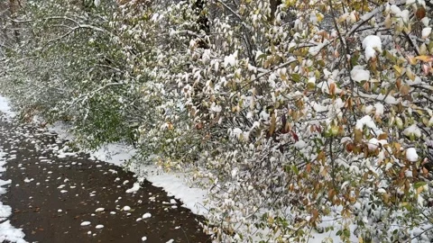 Bushes and tree branches covered with light snow near a park path outdoors, Stock Footage 336960420