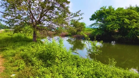 Bushes and Tree - Slow Motion Shot Stock Footage 262211191