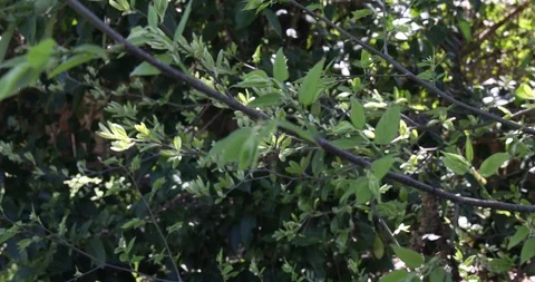 Bushes and Tree in the Wind panning up sunrays footage Stock Footage 127459228