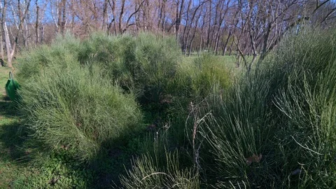 Bushes and trees in the early spring park Stock Footage 126252785