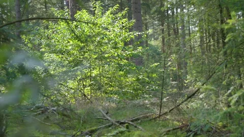 Bushes and trees in the forest Stock Footage 240180111
