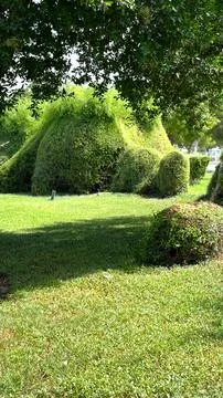 Bushes and trees shape green garden with natural balance under sunlight. Stock Photos