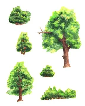 Bushes and trees. Watercolor Stock Illustration