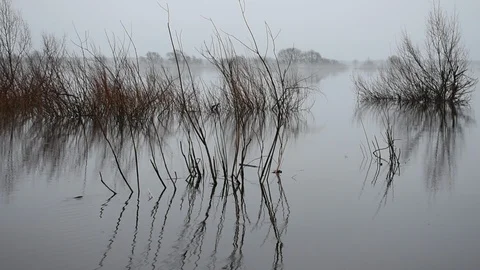 Bushes on the background of  high water Stock Footage 121788248