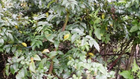 Bushes in bali forest Stock Footage 150005003