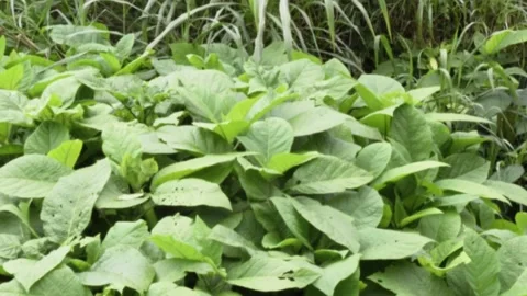 Bushes in bali forest Stock Footage 150075955