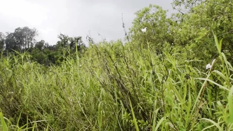 Bushes in bali forest Stock Footage 150077106