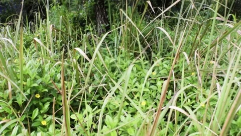 Bushes in bali forest Stock Footage 150077141