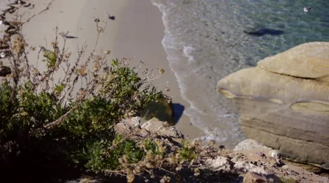 Bushes To Beach Rack Focus Stock Footage 1644010