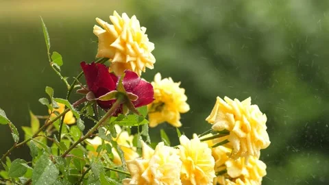 Bushes of beautiful multi-colored roses in the garden under the raindrops in 스톡 동영상 202146312