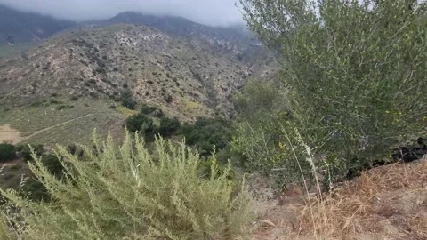 Bushes being blown by the wind on the side cliff of the mountain Stock Footage 199547448