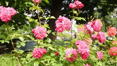 Bushes with blooming multi-colored roses shooting on a sunny summer day. Stock Footage 133861358