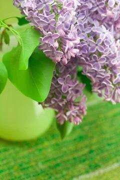 Bushes of a blooming spring lilac Stock Photos