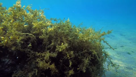 Bushes of brown algae sway to the beat in the slanting rays of the sun. Stock Footage 197132037