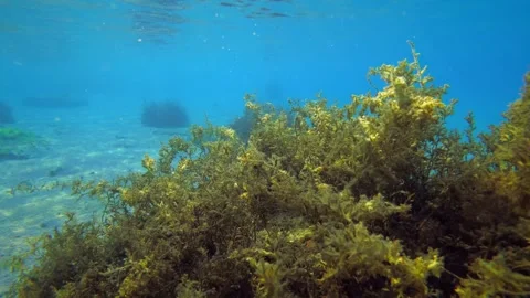 Bushes of brown algae sway to the beat in the slanting rays of the sun. Stock Footage 258445480