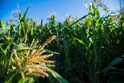 Bushes of corn on a background of blue sky Stock Photos