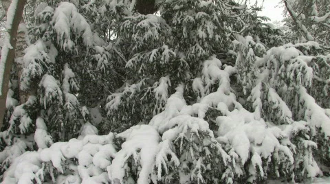 Bushes covered with snow Video stock 591155