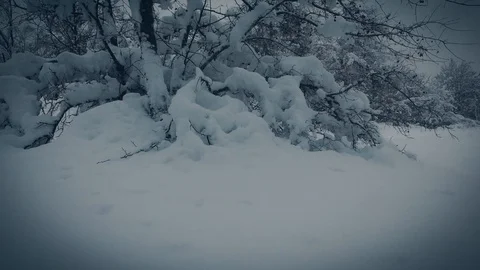 Bushes covered with snow Stock Footage 101578699