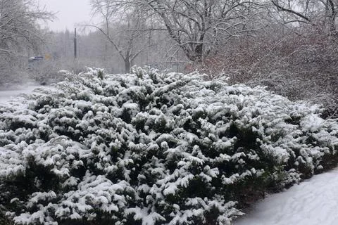 Bushes covered in snow Stock Photos
