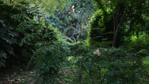 The bushes in the dark swayed in the wind Stock Footage 142911023