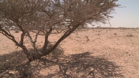 Bushes in the desert Stock Footage 73660950
