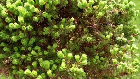 Bushes develop from the wind. 4K Stock Footage 154396137