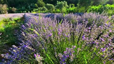 Bushes of flowering lavender close-up Stock Footage 266992015
