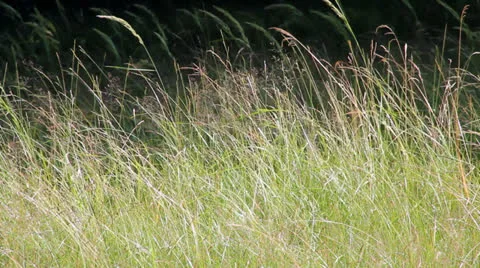 Bushes Video stock 26416220