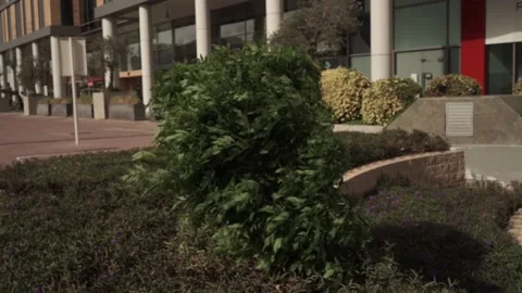 Bushes  Stock Footage 145846513