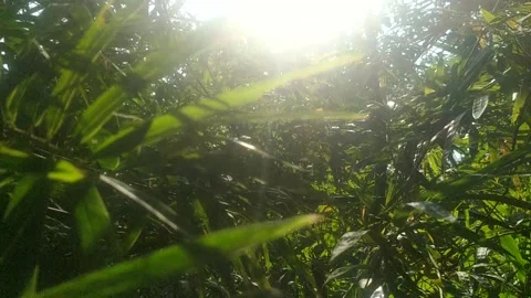 Bushes Stock Footage 202291398