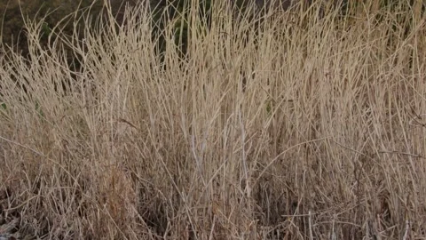 Bushes Stock Footage 235170526