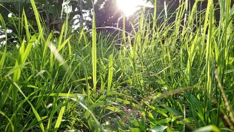 In the bushes Stock Footage 244708991