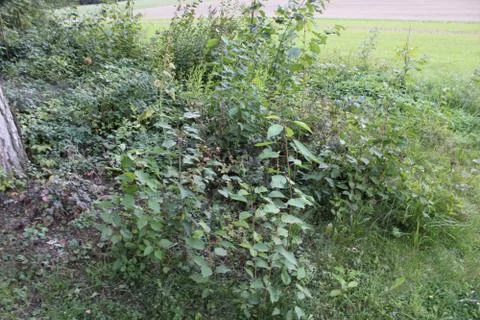 Bushes in a forest Stock Photos