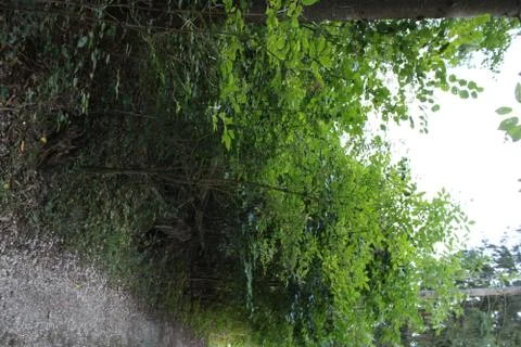 Bushes in a forest Stock Photos